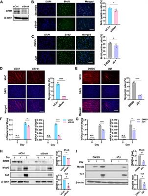 An interplay between BRD4 and G9a regulates skeletal myogenesis